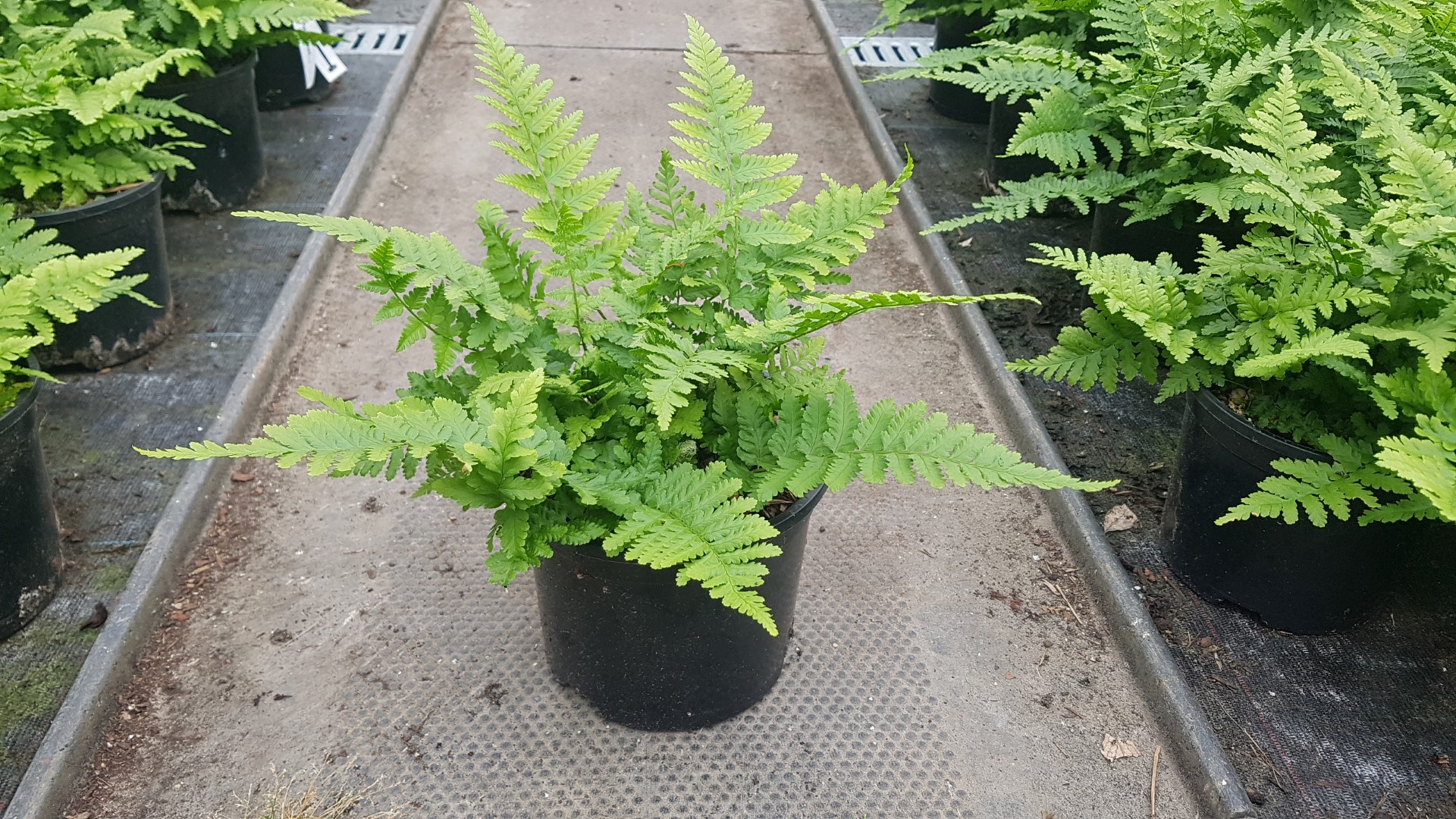 Dryopteris filix-mas